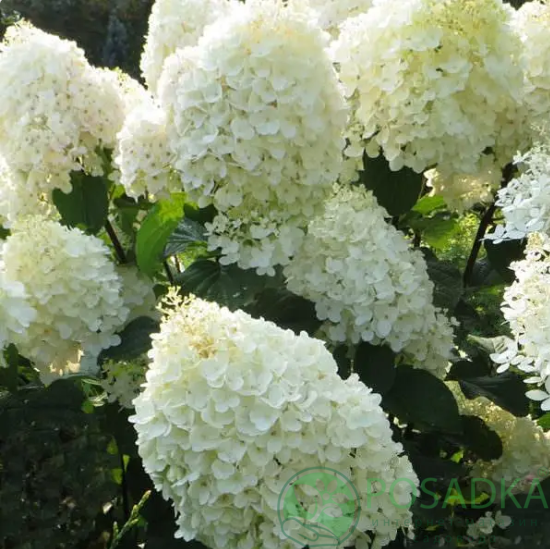 картинка Гортензия метельчатая Dentelle de Gorron (Дентель де Горрон) 