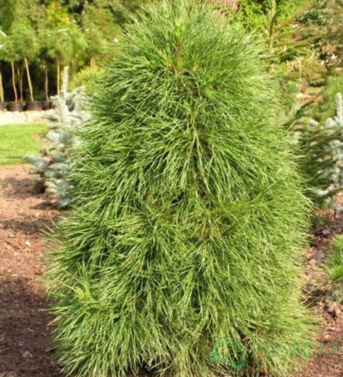 картинка Сосна обыкновенная Ксавери 