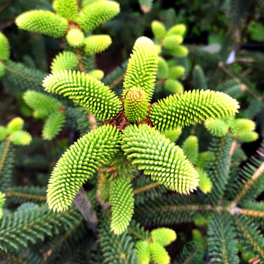 картинка Пихта испанская Serenade (Серенада) 