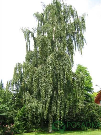 картинка Береза плакучая "Тристис" 
