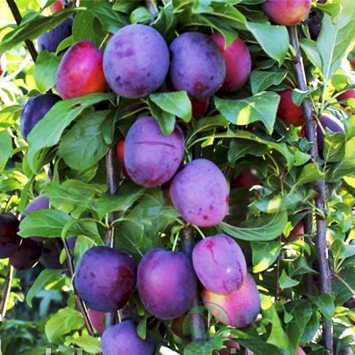 картинка Слива колоновидная Еремина 