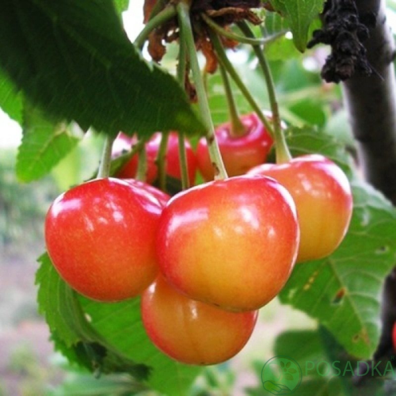 картинка Черешня Франц Иосиф 