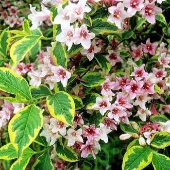 картинка Вейгела Looymansii Aurea (2 года) 