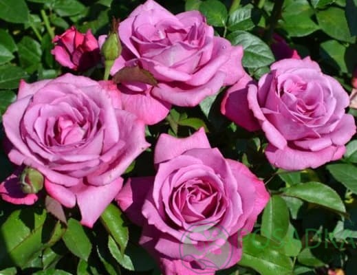 картинка Роза парковая Блю Вандер 