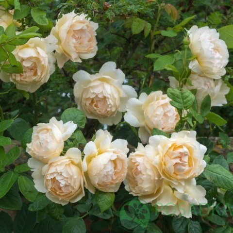 картинка Роза кустовая Воллертон Олд Холл 