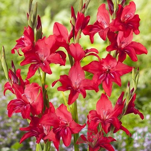 картинка Гладиолус Robinetta 