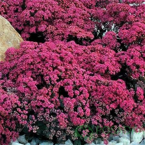 картинка Очиток (седум) Санспаркл Плам Дезелд (Sunsparkler Plum Dazzled) 