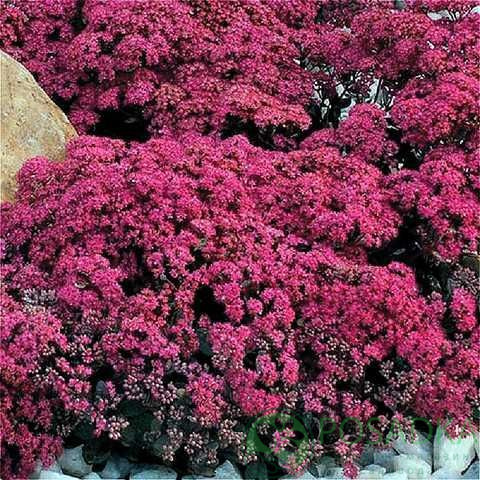 картинка Очиток (седум) Санспаркл Плам Дезелд (Sunsparkler Plum Dazzled) 