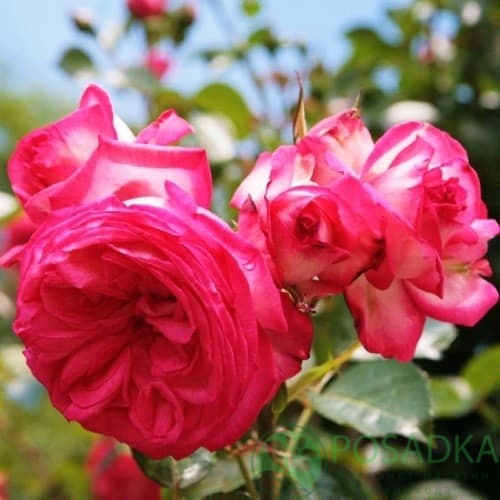 картинка Роза плетистая Антик 89 