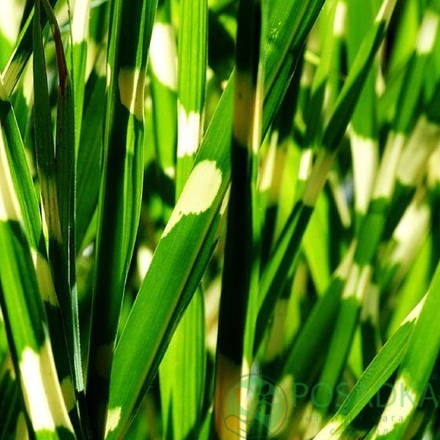 картинка Мискантус китайский Стриктус 