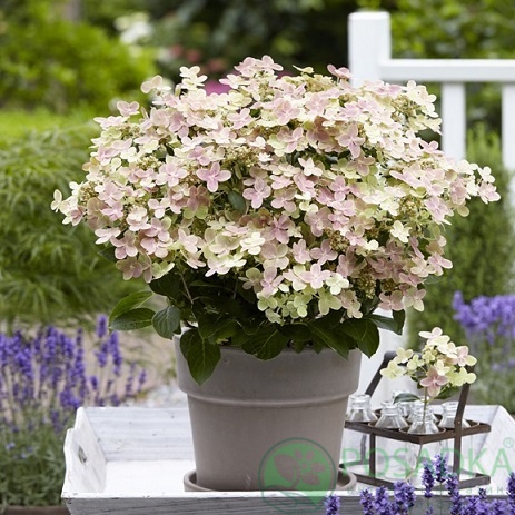 картинка Гортензия метельчатая Polestar (Полестар) 