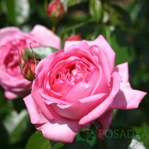 картинка Роза кустовая Ля Роз де Молинар 