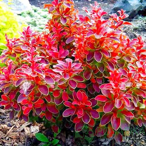 картинка Барбарис Тунберга Ruby Star 