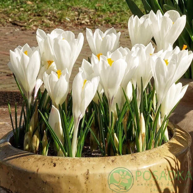 картинка Крокус lce Queen (5 шт) 