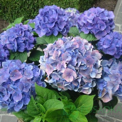 картинка Гортензия крупнолистная Blauer Zwerg 