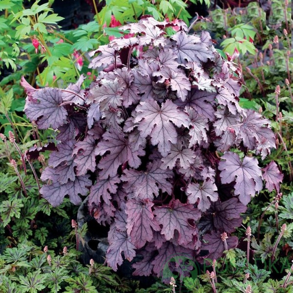 картинка Гейхера гибридная Plum Cascade 