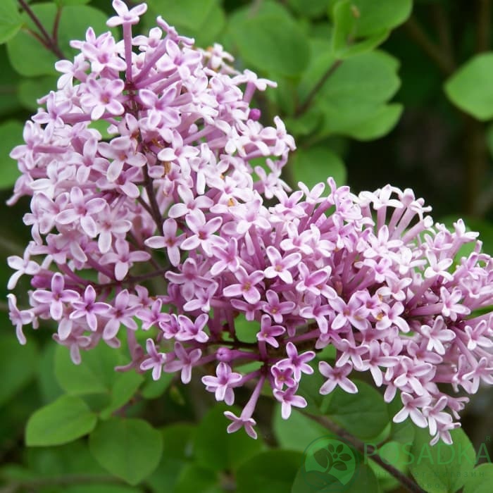 картинка Сирень Мейера Палибин 