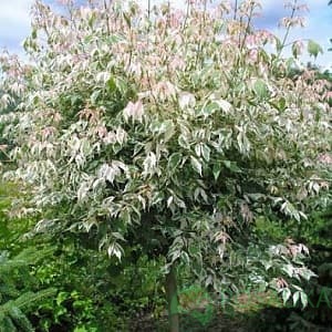 картинка Клен ясенелистный пестролистный Фламинго 10л 