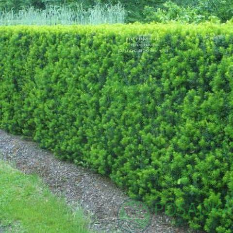 картинка Тис средний Хиксии 