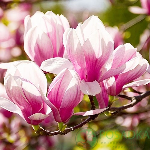 картинка Магнолия гибридная Red Lucky 10л  картинка Магнолия гибридная Red Lucky 10л