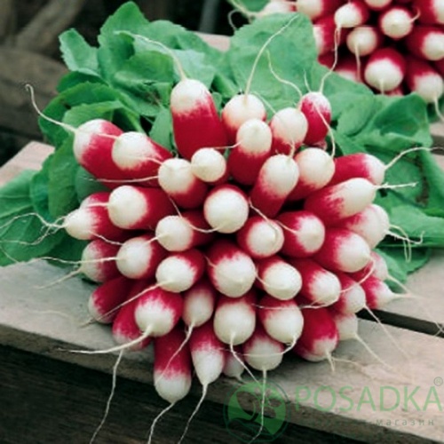 картинка Семена Редис Трето, 200 шт Seedera Profi 