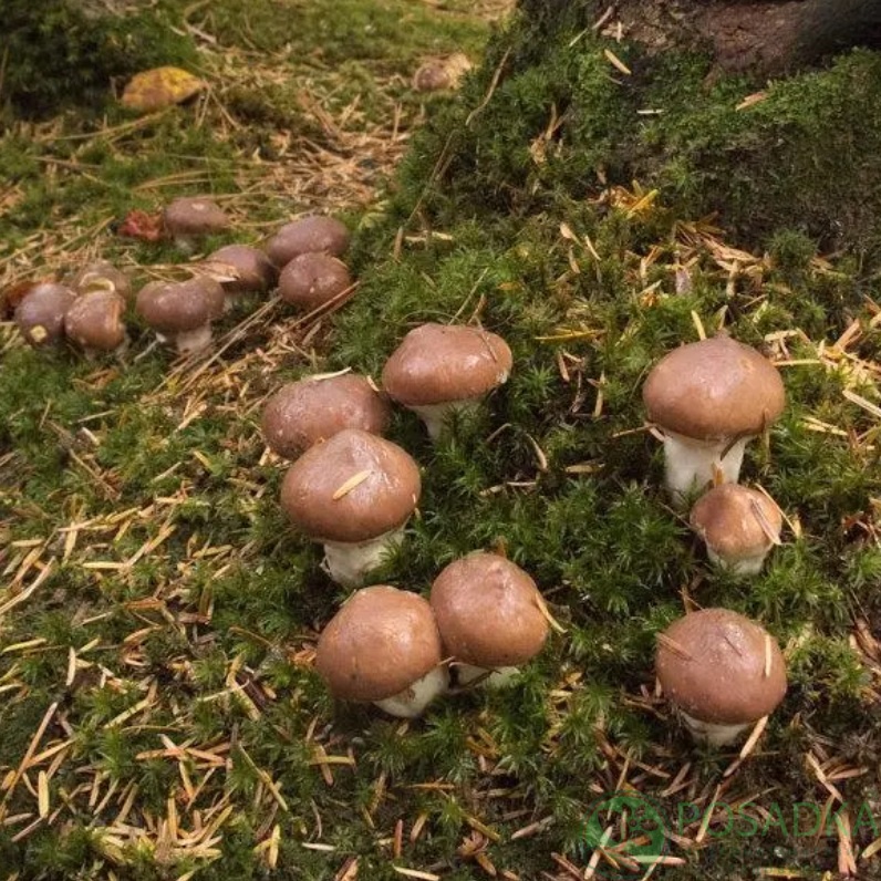 картинка Зарощенный грибной блок Маслята, 15 кг 