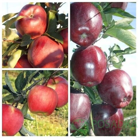 картинка Яблоня дерево сад (Джеромини, Амброзия, Пит Матсон) 