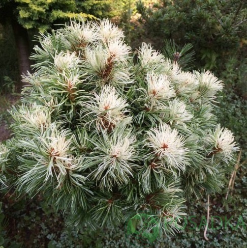 картинка Сосна мелкоцветковая Tanima-no-yuki 