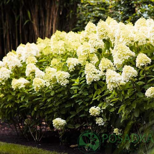 картинка Гортензия метельчатая “Living Summer Snow” 