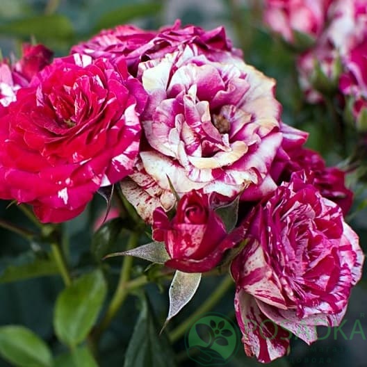 картинка Роза флорибунда Арроу Фолиес 