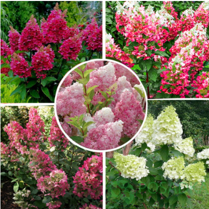 картинка Гортензия метельчатая MIX р9 