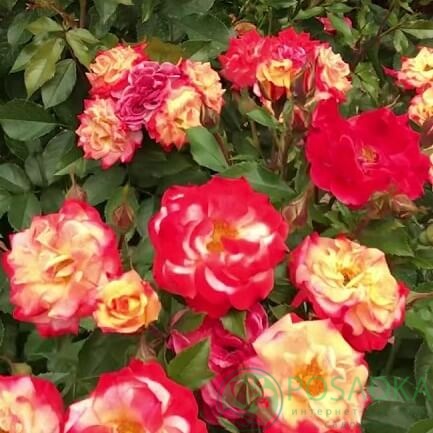 картинка Роза флорибунда Санрайз (Sunrise) 
