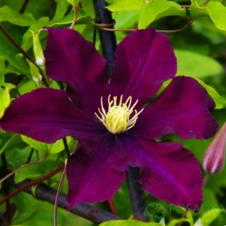 картинка Клематис Warszawska Nike QE 