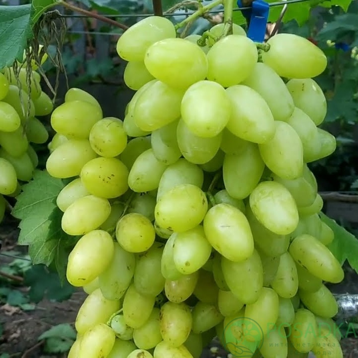 картинка Виноград Белая Надежда 