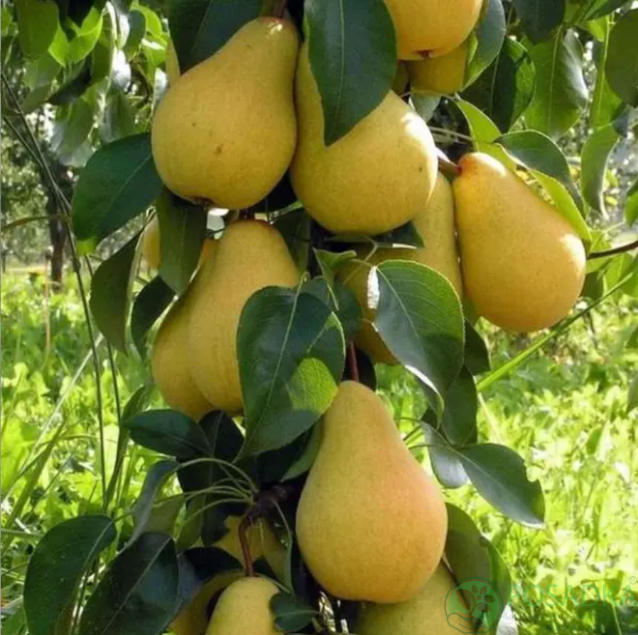 картинка Груша колоновидная Деликор 