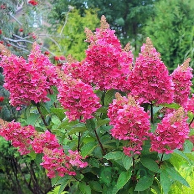картинка Гортензия метельчатая 2-х летняя Mega Mindy С2 