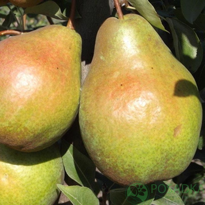 картинка Груша Милада 