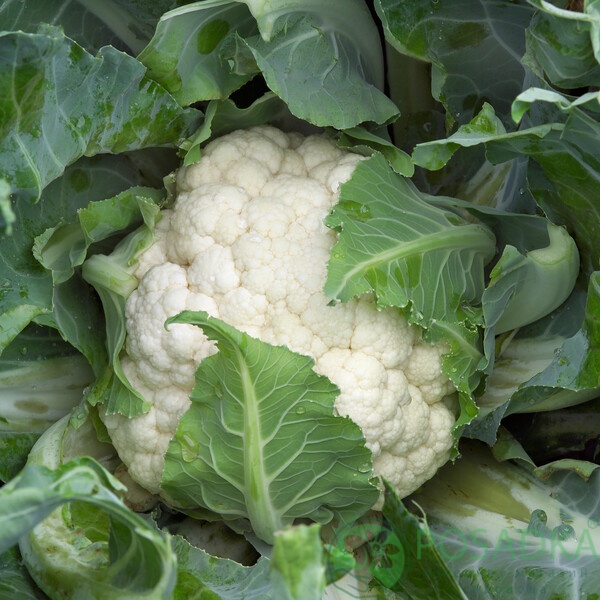 картинка Семена Капуста цветная Каспер F1, 10 шт, Seedera Profi 