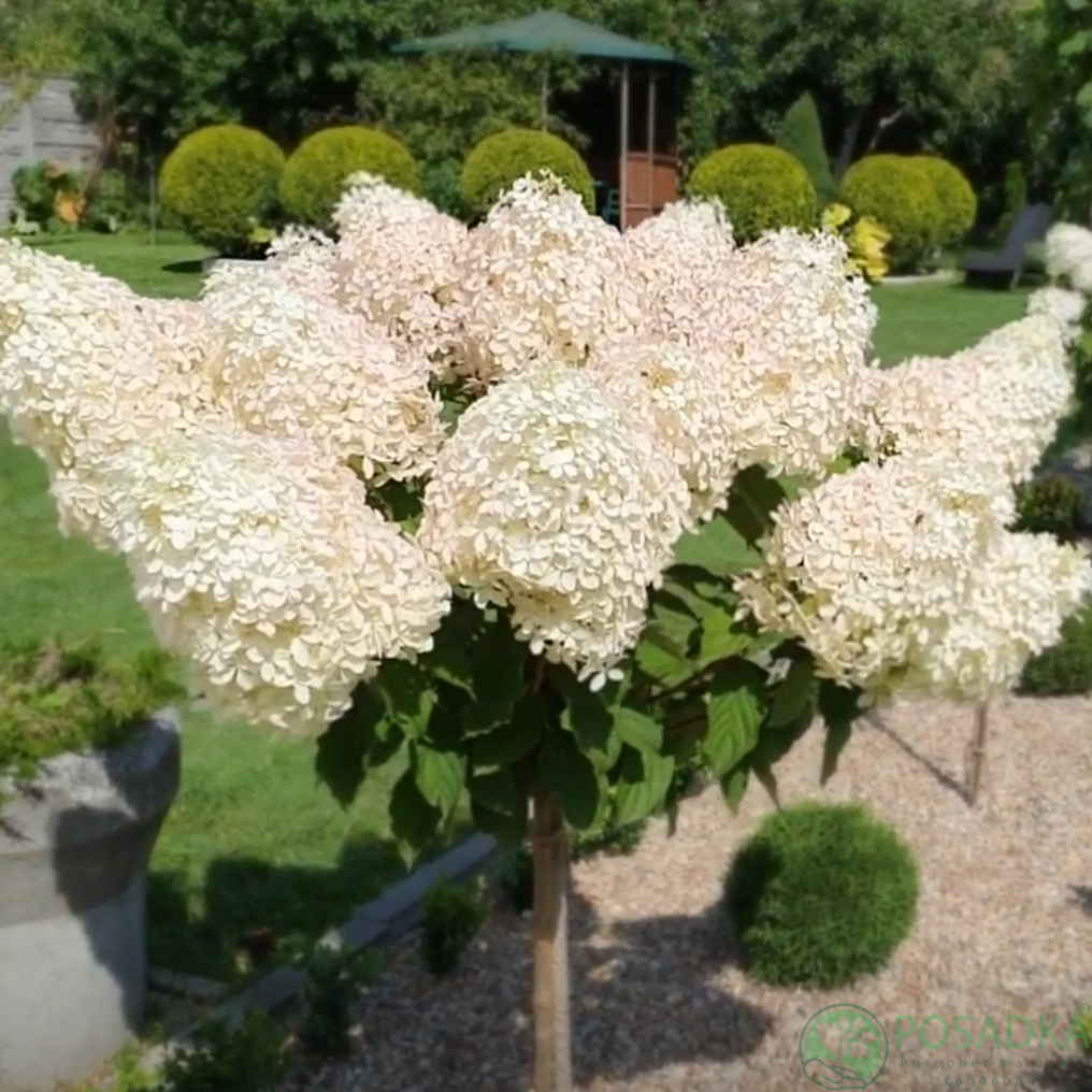 картинка Гортензия на штамбе Диамантино 