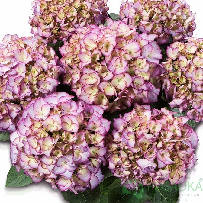 картинка Гортензия крупнолистная Adula Lila 