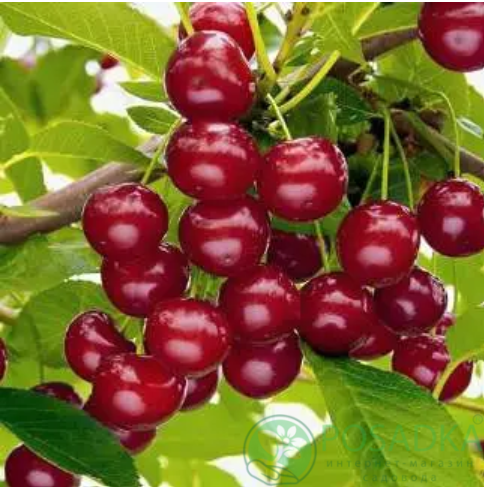 картинка Вишня колоновидная Королева 