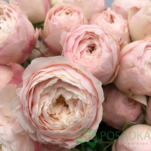 картинка Роза спрей Менсфилд Парк 