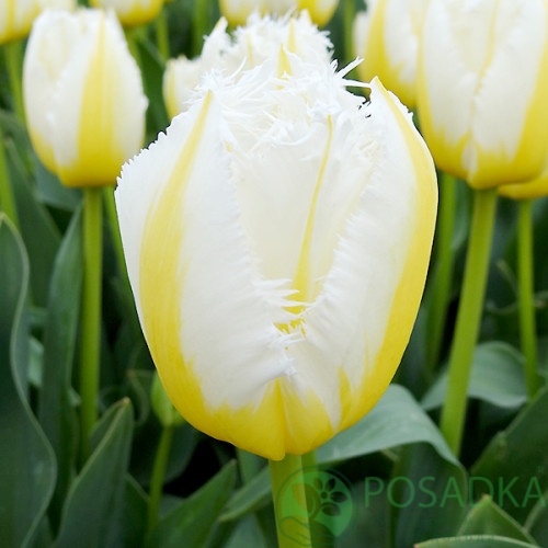 картинка Тюльпан Lemon Beauty 