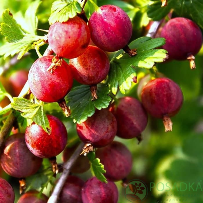 картинка Крыжовник Ленинградец 