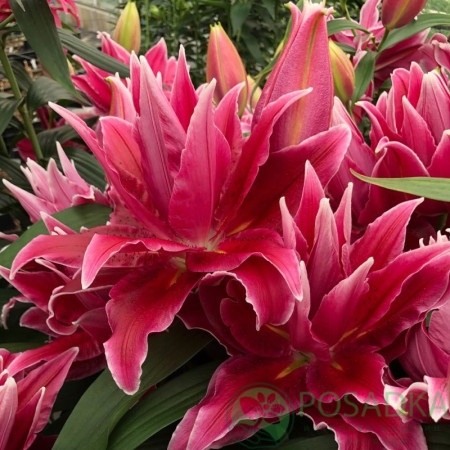 картинка Лилия Roselily Tabitha 