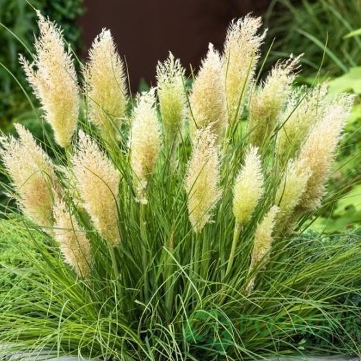 картинка Кортадерия Селло Tiny Pampa картинка Кортадерия Селло Tiny Pampa