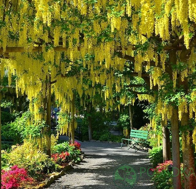 картинка Бобивник Ватерера Воши (Laburnum watereri vossii) 