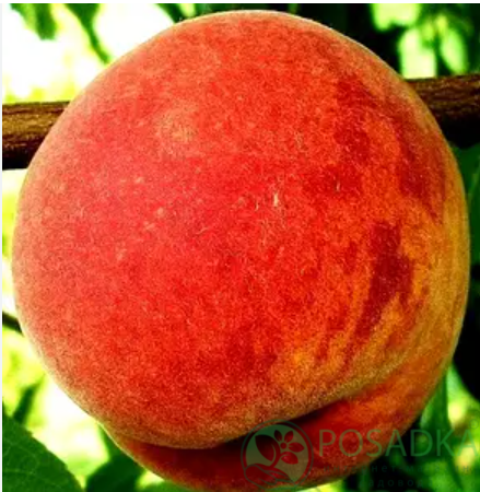 картинка Персик Спринг Тайм 