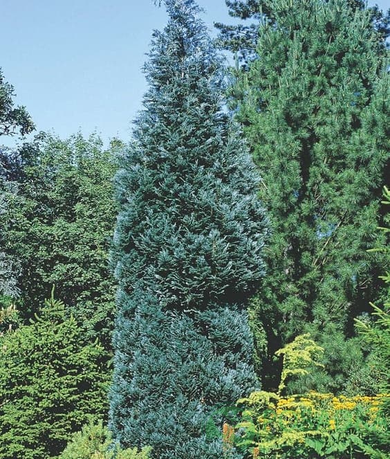 картинка Кипарисовик Лавсона Van Pelts Blue 
