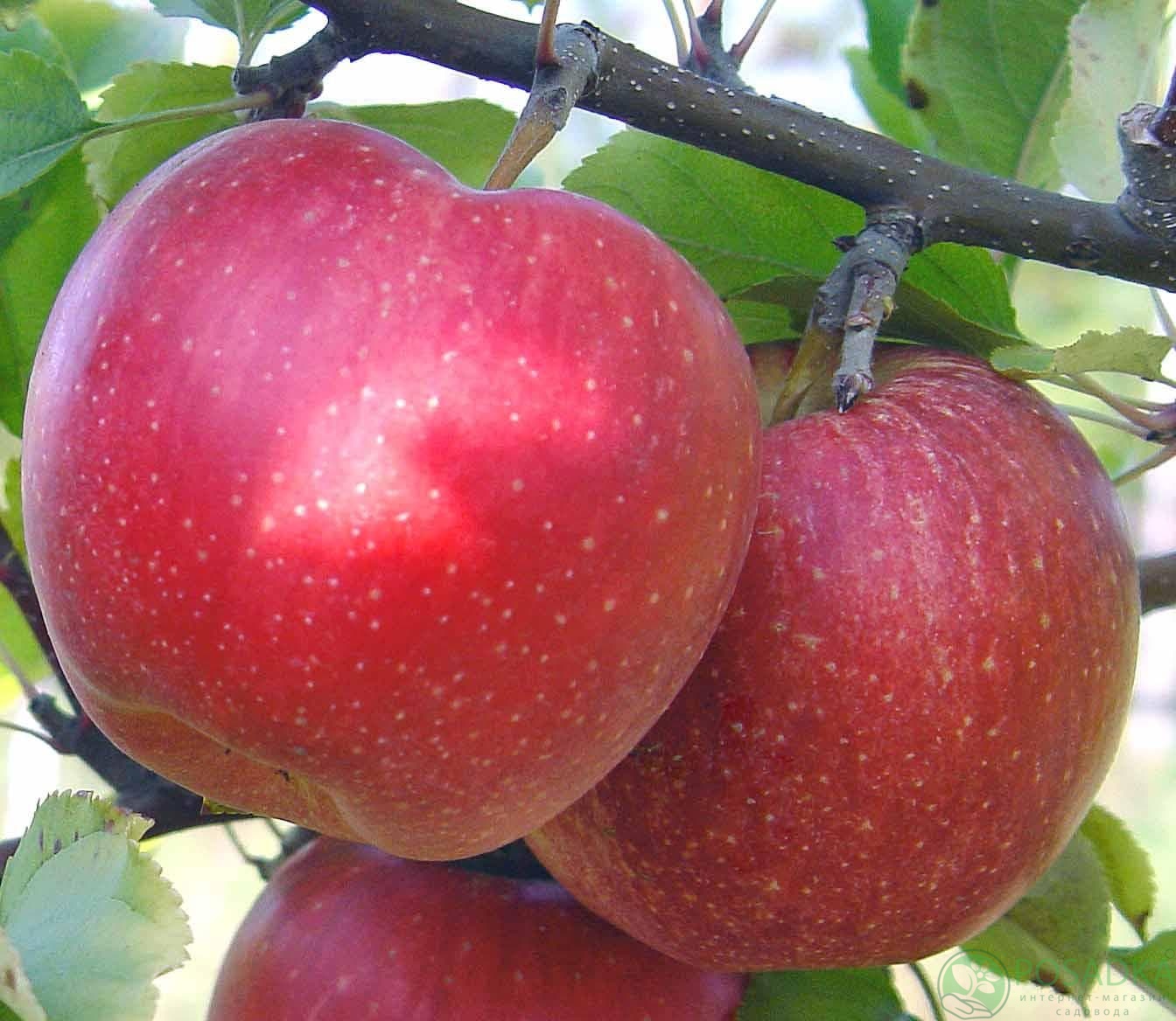 картинка Яблоня Гала Маст (карликовый подвой М9) картинка Яблоня Гала Маст (карликовый подвой М9)